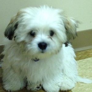 Meet your Posher, Robert